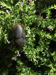 Dynastes septentrionalis