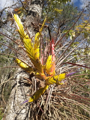 Tillandsia rodrigueziana