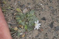 Glyptopleura marginata