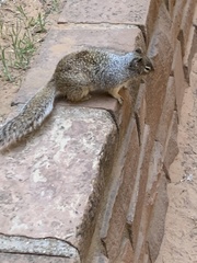 Otospermophilus variegatus utah