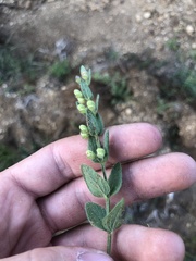 Scutellaria parvula australis