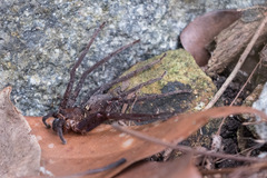 Leptodialepis bipartitus