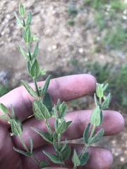 Scutellaria parvula australis
