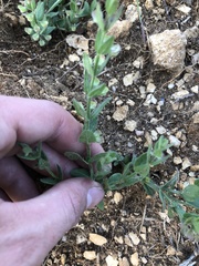 Scutellaria parvula australis