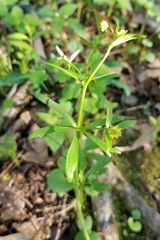 Ranunculus allegheniensis