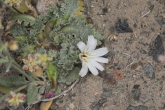 Glyptopleura marginata