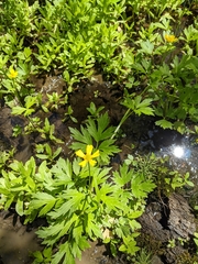 Ranunculus hispidus caricetorum