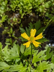 Ranunculus hispidus caricetorum
