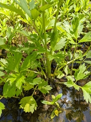 Ranunculus hispidus caricetorum