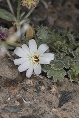 Glyptopleura marginata