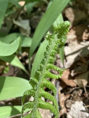 Deparia acrostichoides