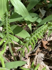 Deparia acrostichoides