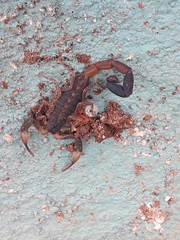 Centruroides chamulaensis