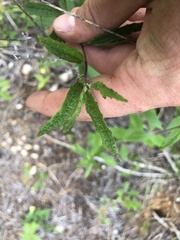 Brickellia eupatorioides texana