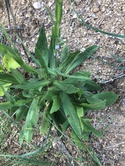 Symphyotrichum laeve concinnum