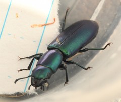 Temnoscheila virescens