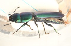 Temnoscheila virescens