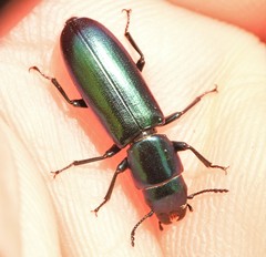 Temnoscheila virescens