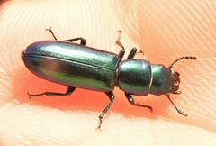 Temnoscheila virescens