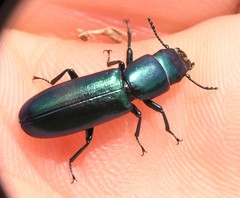 Temnoscheila virescens