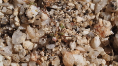 Nemacladus breviflorus