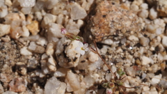 Nemacladus breviflorus