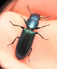 Temnoscheila virescens