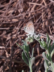 Brephidium exilis yucateca