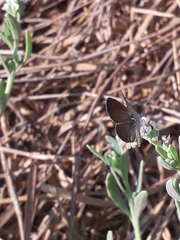 Brephidium exilis yucateca