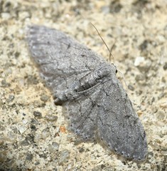 Idaea violacearia