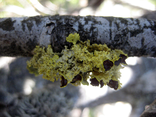 Brown-eyed Sunshine Lichen