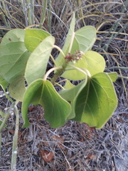 Jatropha gaumeri