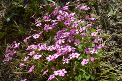 Oxalis