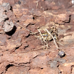 Ceuthophilus maculatus