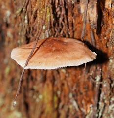 Lentinellus tasmanicus