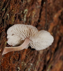 Lentinellus tasmanicus