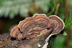 Datronia brunneoleuca