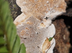 Datronia brunneoleuca