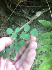 Thalictrum macrostylum