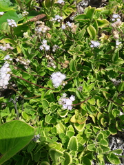 Ageratum maritimum