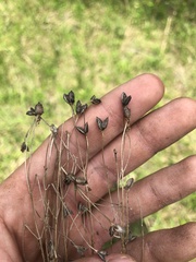 Agalinis oligophylla