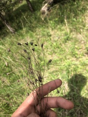 Agalinis oligophylla