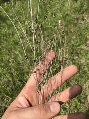 Agalinis oligophylla