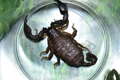 Euscorpius italicus