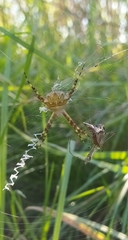 Argiope argentata