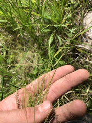 Rhynchospora thornei