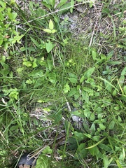 Rhynchospora thornei