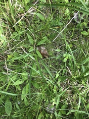 Rhynchospora thornei