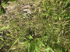 Rhynchospora thornei