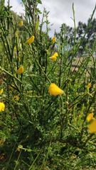 Cytisus scoparius image